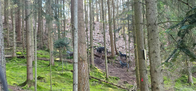 3D Bogenparcours Abenberger Bogenschützen e. V. 46-bogenschiessen Abenberg 800er 046-bogenschiessen
