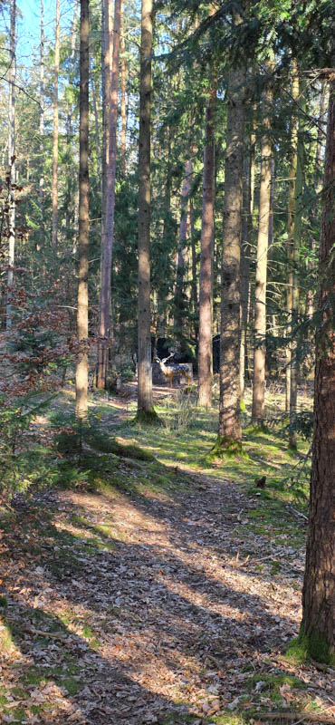 3D Bogenparcours Abenberger Bogenschützen e. V. 51-bogenschiessen Abenberg 800er 051-bogenschiessen