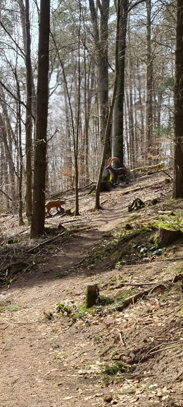 HenneburgParcours 27-bogenschiessen