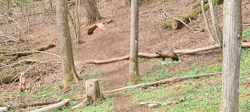 HenneburgParcours 44-bogenschiessen