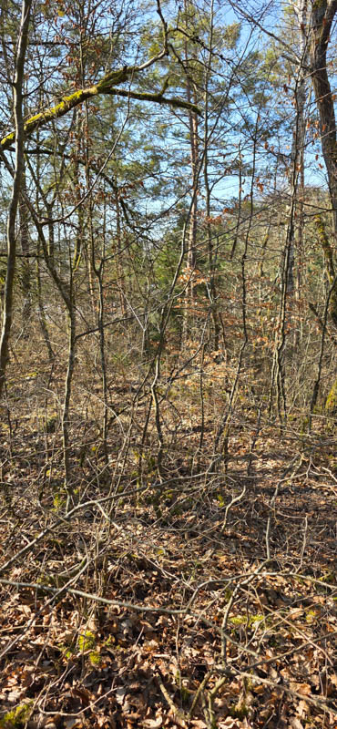 TomBows 3D-Parcours in Treuchtlingen 17-bogenschiessen Treuchtlingen 800er 018-bogenschiessen