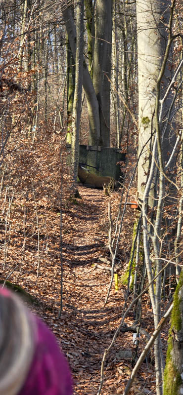 TomBows 3D-Parcours in Treuchtlingen 35-bogenschiessen Treuchtlingen 800er 036-bogenschiessen
