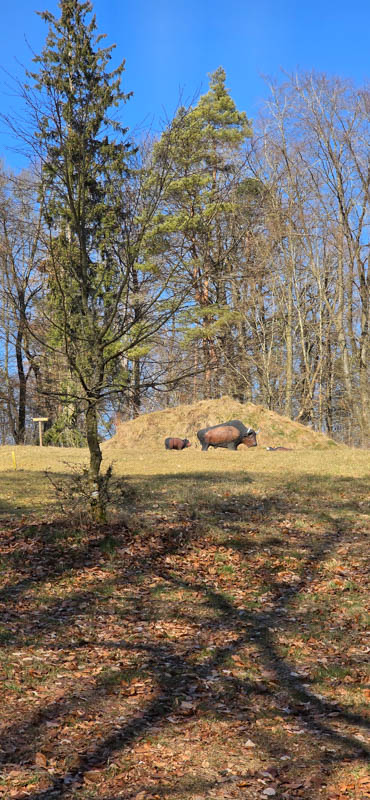 TomBows 3D-Parcours in Treuchtlingen 57-bogenschiessen Treuchtlingen 800er 058-bogenschiessen