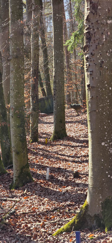 TomBows 3D-Parcours in Treuchtlingen 59-bogenschiessen Treuchtlingen 800er 060-bogenschiessen