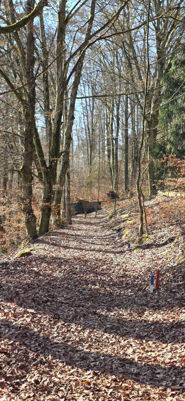 TomBows 3D-Parcours in Treuchtlingen 61-bogenschiessen Treuchtlingen 800er 062-bogenschiessen