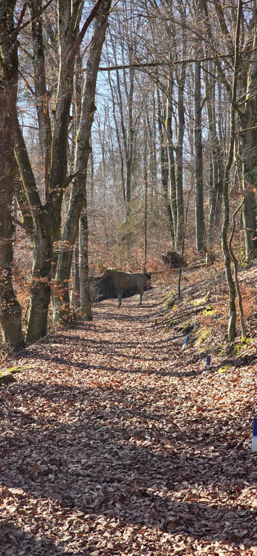 TomBows 3D-Parcours in Treuchtlingen 62-bogenschiessen Treuchtlingen 800er 063-bogenschiessen